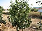 usychajc mandarina v jedn ze zahrad