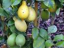 Citron�k Lunario s plody