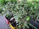 Pana�ovan� citron�ky
