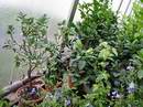 Na v�t��ch citrusech u� nejsou plody ��dnou v�jimkou