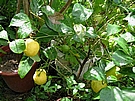 Citrony jsou u Standy po cel� rok