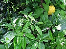 dal�� plody a kv�ty citrus�
