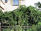 Bohat� plod�c� porost kiwi 