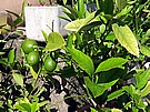 plody citron�ku Meyer