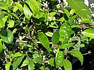 dal�� citron�ky