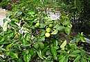 Z minul�ho roku zbylo je�t� dost plod� na jarn� spot�ebu