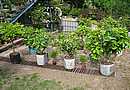 citrusy v �ad� jako na p�ehl�dce