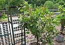 Citrusy jsou v ka�d�m m�st� zahrady