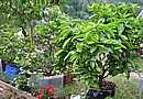 Rostliny letos v�razn� sest�i�en� se zelenaj� nov�m obrostem