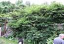 Mohutn� porost kiwi d�v� kilogramy plod�