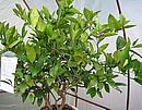 Meyer�v citron�k s plody i kv�ty