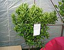 Mandarina unshiu (Okitsu) Japonec 1