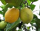 plody citron�ku Meyeri