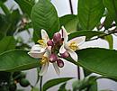 trsy kv�t� citron�ku Meyeri