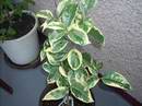 pomeran� arancio variegata