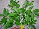 mandarina Charara