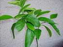 mandarina Kawano