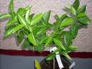 mandarina Nova