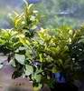Citron�k Bachor-rostlina