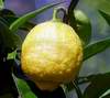 Dryslick� lajm-detail plodu
