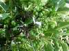 Velk� mno�stv� drobn�ch plod� kiwi Issai