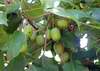plody kiwi Issai