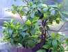 Citron�k Lisbon s afrik�ny