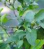Citron�k Lisbon s mal�mi plody