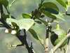 Kv�ty a plod cedr�tu-lumie