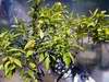 Mandarina unshiu roubovan� na trifoli�t� 1994