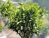 mandarina unshiu
