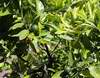 mandarina unshiu s n�sadou plod�