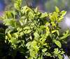 Meyer�v citron�k