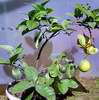 Cedr�t Ponderosa