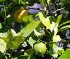 Plody citron�ku Villa Franka