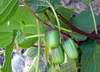 �ebrovan� kiwi