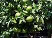 Stromek grapefruitu s desítkami plodů