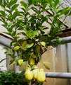 Typick tvar plod citronku Lunario