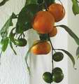 Mandarina obtkan plody