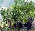 Velk rostliny citrus s mnoha plody
