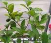 balkonov� citron�k s plody