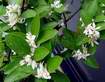 bohat� kvetn� limonelly