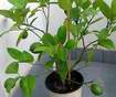 dal�� balkonov� citron�k Meyer