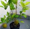 sladkoplod� forma rangpuru s plody