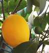jeden ze zimn� �rody plod� Meyerova citron�ku