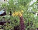 Prvn� kveten� 40-ti let� palmy-foto je z roku 2004