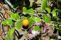 �evenoplod� citron�k