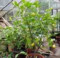 Velk� citron�ky maj� plody po cel� rok