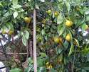 Plody obsypan� strom mandariny