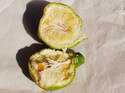 I p�es zelenou barvu jsou mandariny sladk�